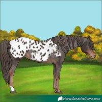 Horse Color:Liver Chestnut Appaloosa Rabicano 