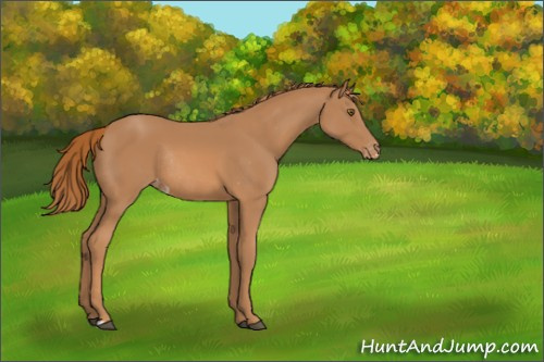 Horse Color:Chestnut Appaloosa Rabicano 