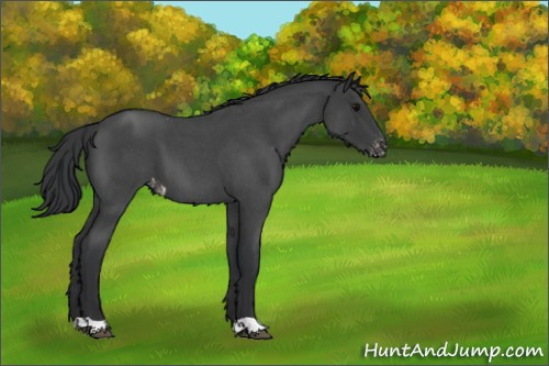 Horse Color:Blue Roan Appaloosa 