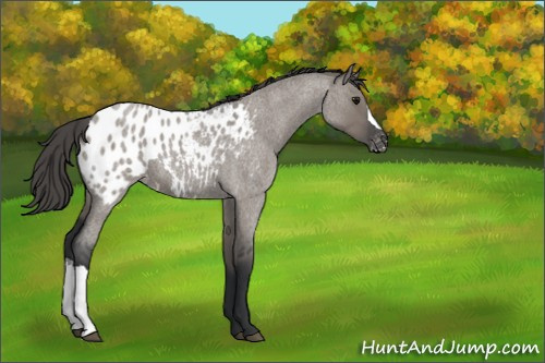 Horse Color:Grullo Roan Appaloosa 