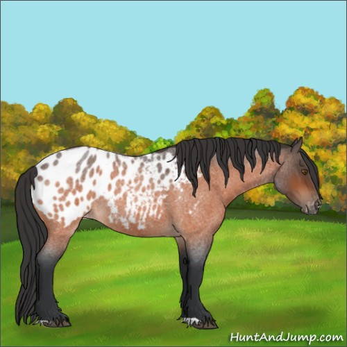 Horse Color:Bay Roan Appaloosa 