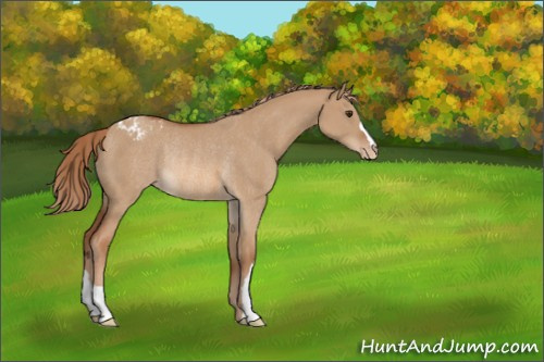 Horse Color:Red Dun Appaloosa Rabicano 