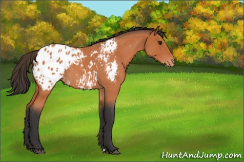 Horse Color:Bay Roan Appaloosa 