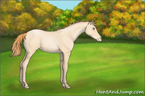 Horse Color:Buckskin Roan Pearl Appaloosa Rabicano 