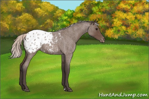 Horse Color:Silver Blue Roan Appaloosa 