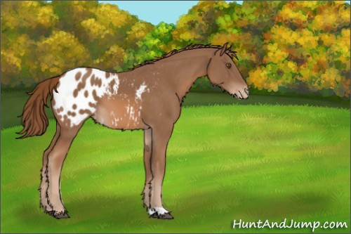 Horse Color:Chestnut Appaloosa 