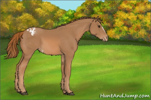 Horse Color:Chestnut Appaloosa 
