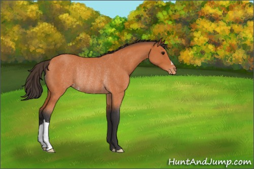 Horse Color:Bay Roan Appaloosa Rabicano 