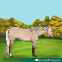 Horse Color:Silver Bay Dun 
