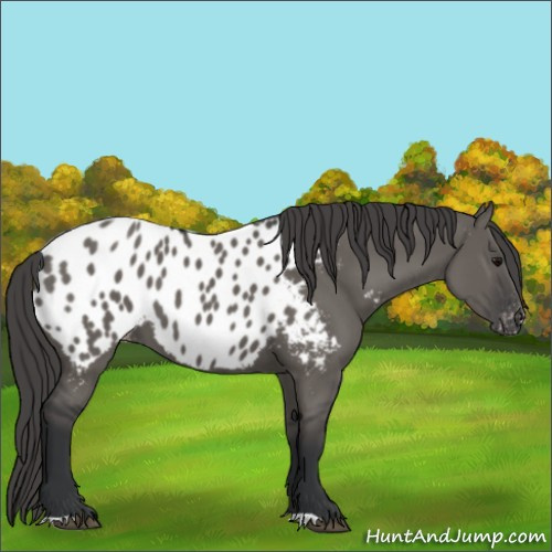 Horse Color:Grullo Appaloosa 