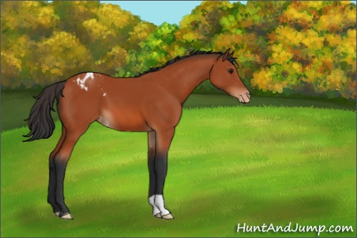 Horse Color:Brown Appaloosa 