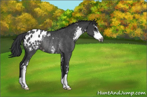 Horse Color:Black Sabino Appaloosa Rabicano 