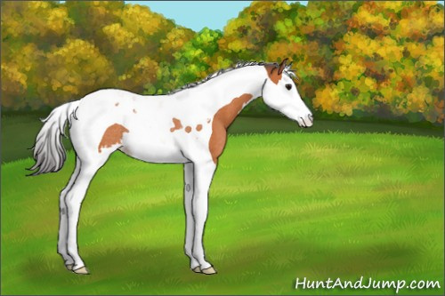Horse Color:Bay Splash Tobiano Rabicano 
