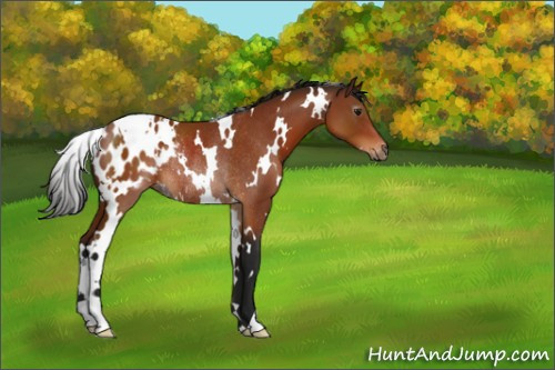 Horse Color:Gray White Spotted Bay Appaloosa Rabicano 