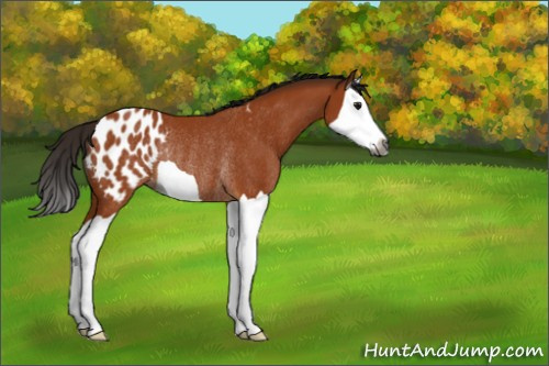 Horse Color:Gray Bay Splash Appaloosa Rabicano 