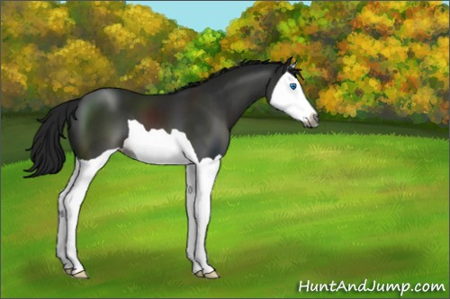 Horse Color:Gray Black Splash 