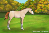 Horse Color:Buckskin Pearl Sabino Splash 