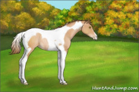 Horse Color:Bay Pearl Tobiano Rabicano