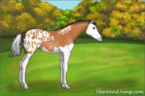 Horse Color:Bay Splash Appaloosa 