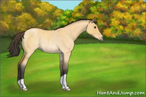 Horse Color:Buckskin Roan Dun Rabicano 