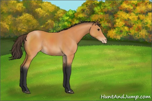 Horse Color:Bay Appaloosa Rabicano 