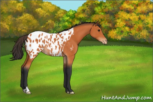 Horse Color:Bay Appaloosa Rabicano 