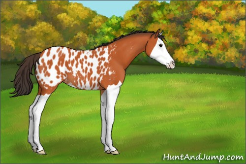Horse Color:Bay Splash Appaloosa 