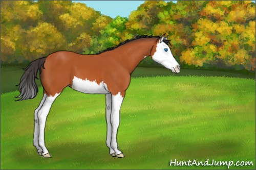 Horse Color:Bay Splash 