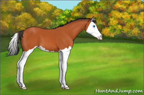 Horse Color:Bay Splash 