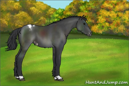Horse Color:Black Appaloosa 