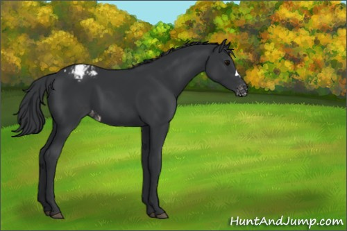 Horse Color:Black Appaloosa 