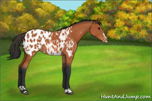 Horse Color:Bay Sabino Appaloosa 