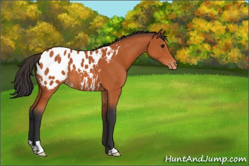 Horse Color:Bay Appaloosa 