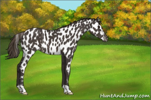 Horse Color:Smoky Black Appaloosa 