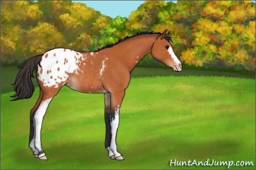 Horse Color:White Spotted Bay Appaloosa Rabicano 