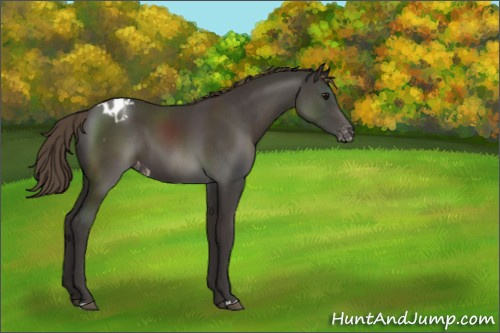 Horse Color:Smoky Black Appaloosa 