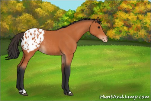 Horse Color:Bay Appaloosa Rabicano 