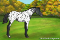 Horse Color:Black Appaloosa Rabicano 