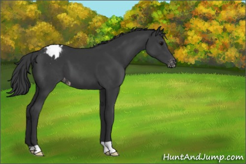 Horse Color:Black Appaloosa 