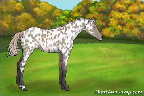 Horse Color:Silver Grullo Appaloosa 