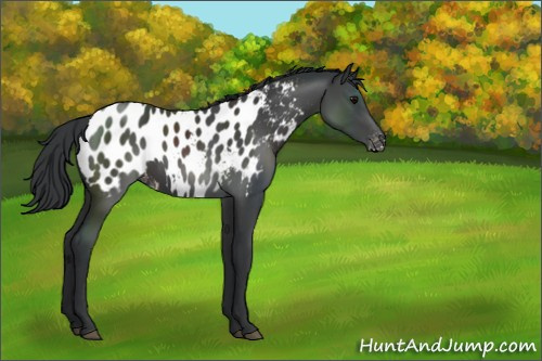 Horse Color:Black Appaloosa 