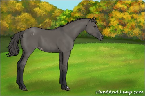 Horse Color:Grullo Appaloosa 