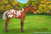 Horse Color:Silver Bay Appaloosa 