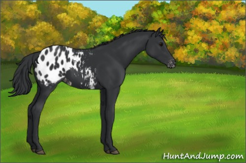 Horse Color:Black Appaloosa 