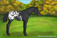 Horse Color:Black Appaloosa 