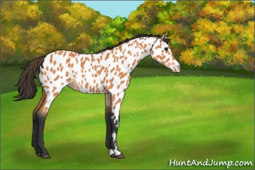 Horse Color:Bay Appaloosa 
