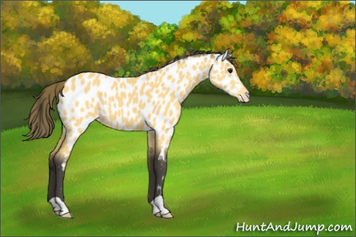 Horse Color:Buckskin Appaloosa 