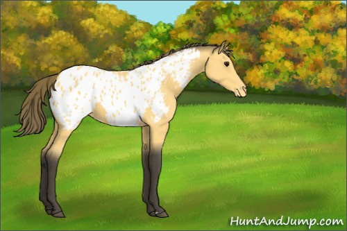 Horse Color:Buckskin Appaloosa 