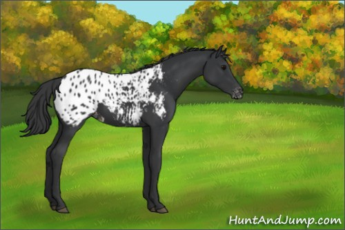Horse Color:Black Appaloosa 