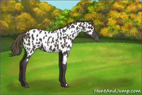 Horse Color:Smoky Black Appaloosa 